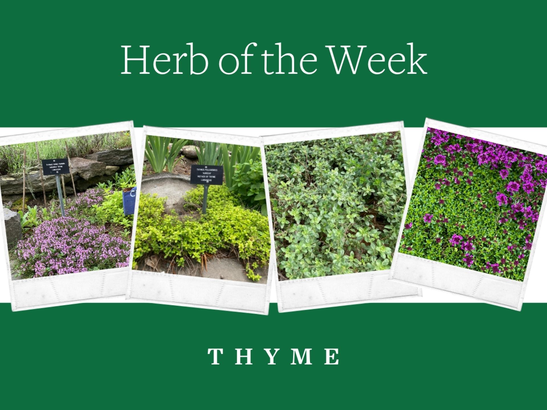 Herb of the Week Thyme Berkshire Botanical